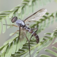 Therevidae (family) (Unidentified stiletto fly) at Forde, ACT - 22 Feb 2019 by AlisonMilton