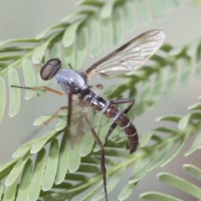 Therevidae (family) (Unidentified stiletto fly) at Forde, ACT - 21 Feb 2019 by Alison Milton