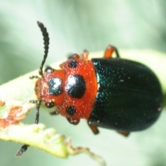 Calomela moorei (Acacia Leaf Beetle) at Hall, ACT - 18 Feb 2019 by Harrisi