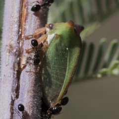 Sextius virescens (Acacia horned treehopper) at Forde, ACT - 22 Feb 2019 by AlisonMilton