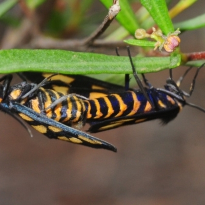 Amata (genus) (Handmaiden Moth) at Hall, ACT - 20 Feb 2019 by Harrisi