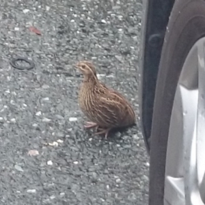 Coturnix pectoralis at Barton, ACT - 14 Dec 2018