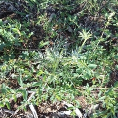 Eryngium ovinum at Ainslie, ACT - 30 Nov 2018 08:05 AM