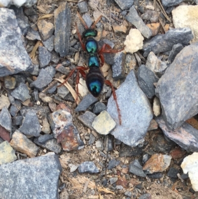 Diamma bicolor (Blue ant, Bluebottle ant) at Currawang, NSW - 20 Feb 2019 by Sondu