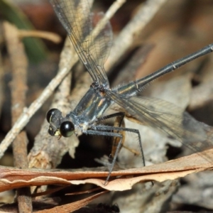 Austroargiolestes icteromelas at Hackett, ACT - 20 Feb 2019 11:52 AM