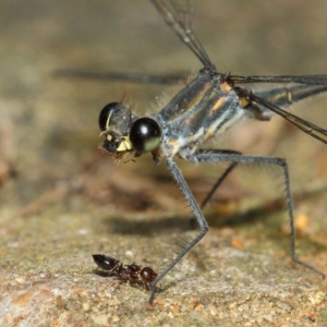 Austroargiolestes icteromelas at Hackett, ACT - 20 Feb 2019 11:52 AM