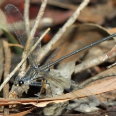 Austroargiolestes icteromelas at Hackett, ACT - 20 Feb 2019 11:52 AM