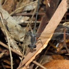 Austroargiolestes icteromelas at Hackett, ACT - 20 Feb 2019 11:52 AM