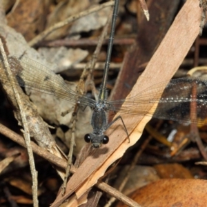 Austroargiolestes icteromelas at Hackett, ACT - 20 Feb 2019 11:52 AM