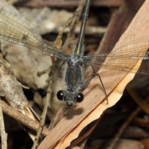 Austroargiolestes icteromelas at Hackett, ACT - 20 Feb 2019 11:52 AM