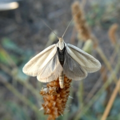 Philobota pilipes (A concealer moth) at Googong, NSW - 22 Feb 2019 by Wandiyali