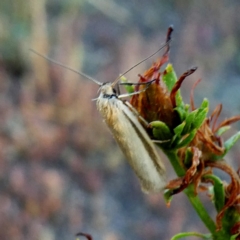 Philobota pilipes at Googong, NSW - 23 Feb 2019