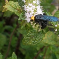 Scolia (Discolia) verticalis (Yellow-headed hairy flower wasp) at Captains Flat, NSW - 19 Feb 2019 by Steveh