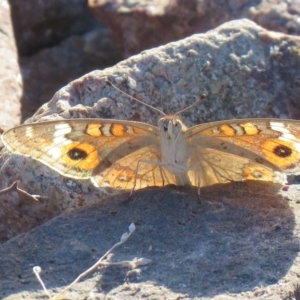 Junonia villida at Hume, ACT - 23 Feb 2019