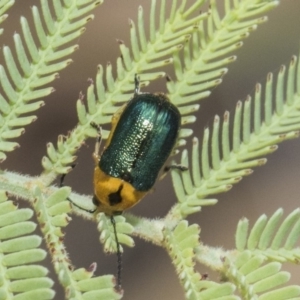 Aporocera (Aporocera) consors at Forde, ACT - 22 Feb 2019