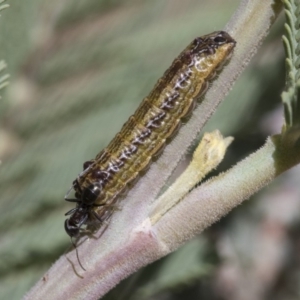 Jalmenus icilius at Forde, ACT - 22 Feb 2019 10:46 AM