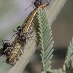 Jalmenus icilius at Forde, ACT - 22 Feb 2019