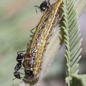 Jalmenus icilius at Forde, ACT - 22 Feb 2019 10:46 AM