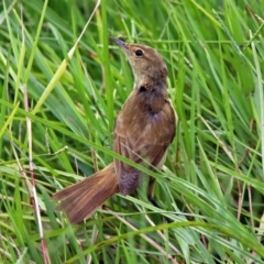 Acrocephalus australis (Australian Reed-Warbler) at Fyshwick, ACT - 20 Feb 2019 by RodDeb