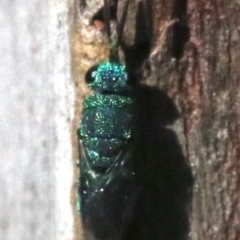 Chrysididae (family) (Cuckoo wasp or Emerald wasp) at Rosedale, NSW - 16 Feb 2019 by jb2602