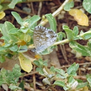 Theclinesthes serpentata at Fyshwick, ACT - 21 Feb 2019