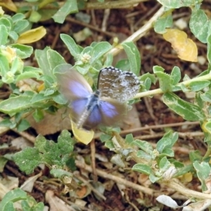 Theclinesthes serpentata at Fyshwick, ACT - 21 Feb 2019