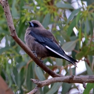 Artamus cyanopterus cyanopterus at Fyshwick, ACT - 21 Feb 2019