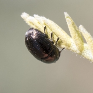 Ditropidus sp. (genus) at Forde, ACT - 22 Feb 2019 11:06 AM