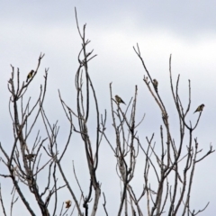 Carduelis carduelis at Fyshwick, ACT - 21 Feb 2019