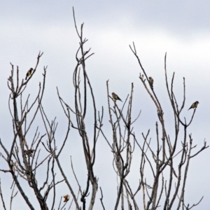 Carduelis carduelis at Fyshwick, ACT - 21 Feb 2019 11:33 AM