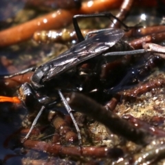 Fabriogenia sp. (genus) (Spider wasp) at Rosedale, NSW - 16 Feb 2019 by jb2602