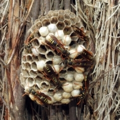 Polistes (Polistes) chinensis (Asian paper wasp) at Fyshwick, ACT - 21 Feb 2019 by RodDeb