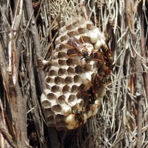 Polistes (Polistes) chinensis at Fyshwick, ACT - 21 Feb 2019 11:29 AM