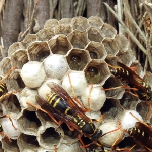 Polistes (Polistes) chinensis at Fyshwick, ACT - 21 Feb 2019 11:29 AM