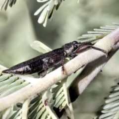 Rhinotia sp. (genus) at Forde, ACT - 22 Feb 2019 11:10 AM