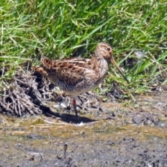 Gallinago hardwickii (Latham's Snipe) at Fyshwick, ACT - 21 Feb 2019 by RodDeb