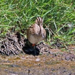 Gallinago hardwickii at Fyshwick, ACT - 21 Feb 2019