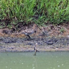 Gallinago hardwickii at Fyshwick, ACT - 21 Feb 2019