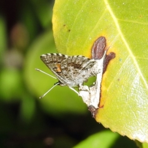 Lucia limbaria at Macarthur, ACT - 22 Feb 2019 03:42 PM