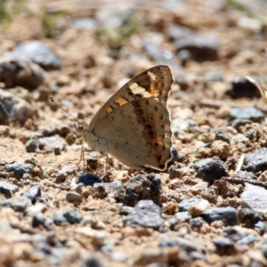 Junonia villida at Banks, ACT - 22 Feb 2019 02:49 PM