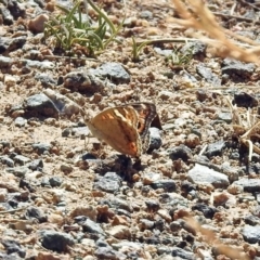 Junonia villida at Banks, ACT - 22 Feb 2019 02:49 PM