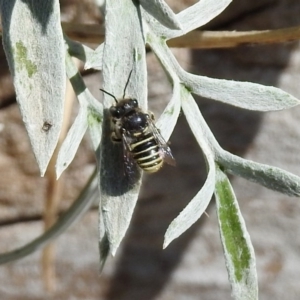 Pseudoanthidium (Immanthidium) repetitum at Macarthur, ACT - 22 Feb 2019