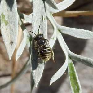 Pseudoanthidium (Immanthidium) repetitum at Macarthur, ACT - 22 Feb 2019