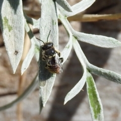 Pseudoanthidium (Immanthidium) repetitum at Macarthur, ACT - 22 Feb 2019 03:44 PM