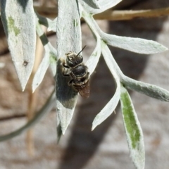 Pseudoanthidium (Immanthidium) repetitum at Macarthur, ACT - 22 Feb 2019