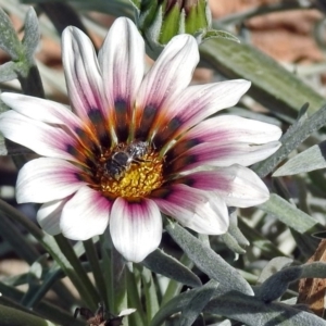 Pseudoanthidium (Immanthidium) repetitum at Macarthur, ACT - 22 Feb 2019