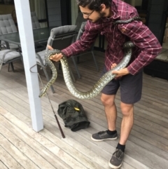 Morelia spilota spilota (Diamond Python) at Bawley Point, NSW - 21 Feb 2019 by Marg