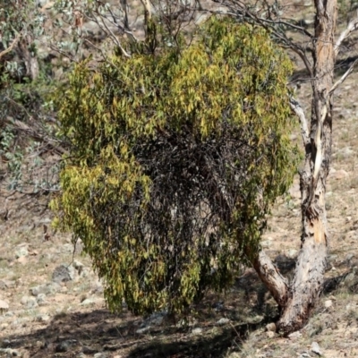 Amyema miquelii (Box Mistletoe) at Banks, ACT - 22 Feb 2019 by RodDeb