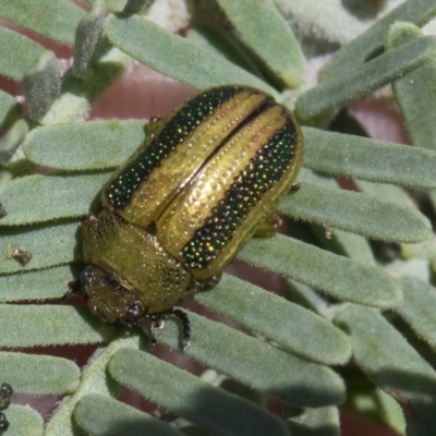 Calomela vittata (Acacia leaf beetle) at Forde, ACT - 22 Feb 2019 by AlisonMilton