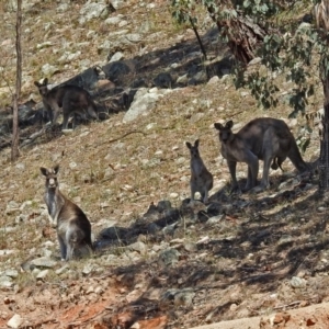 Macropus giganteus at Banks, ACT - 22 Feb 2019